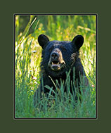 Black Bear